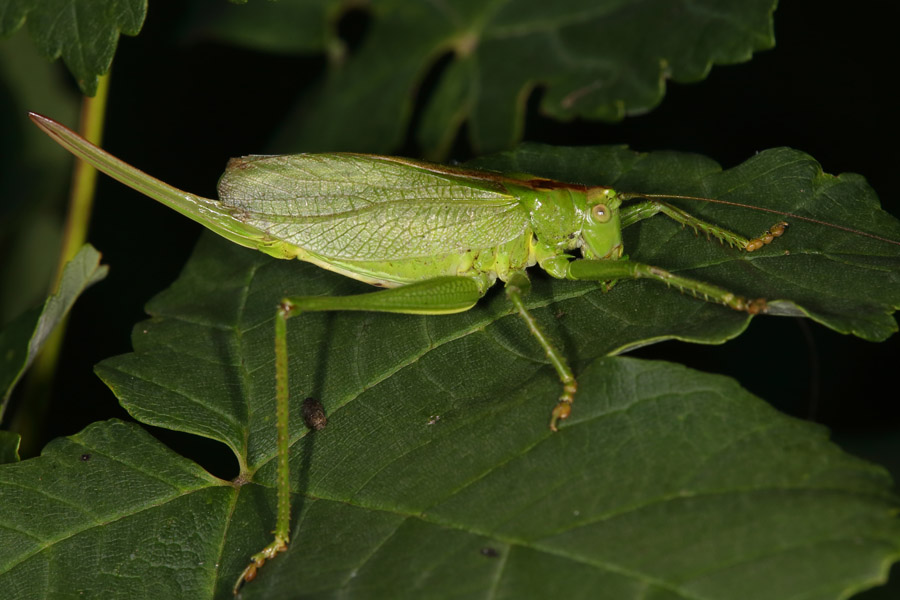 Tettigonia cantans - Zwitscherschrecke, Weibchen