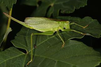 Tettigonia cantans - Zwitscherschrecke, Weibchen