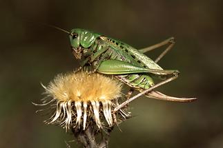 Decticus verrucivorus - Warzenbeißer, Weibchen