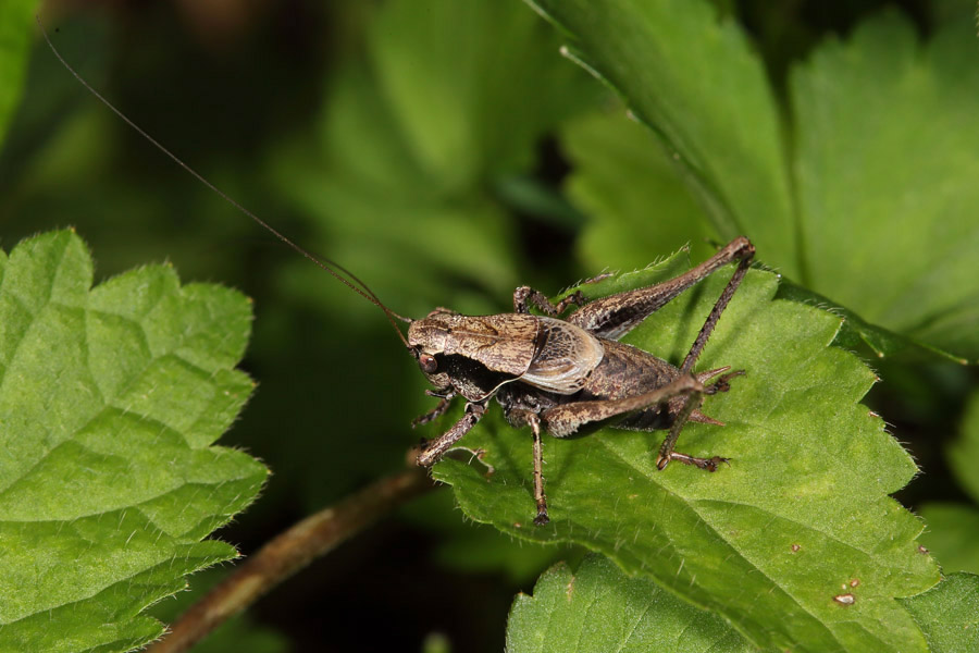 Pholidoptera griseoaptera - Gewöhnliche Strauchschrecke, Männchen