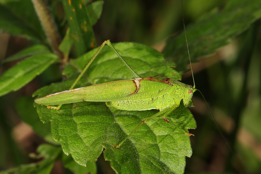 Phaneroptera falcata - Gemeine Sichelschrecke, Männchen