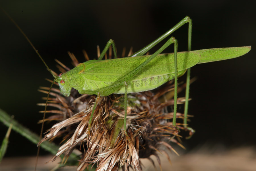 Phaneroptera falcata - Gemeine Sichelschrecke, Weibchen