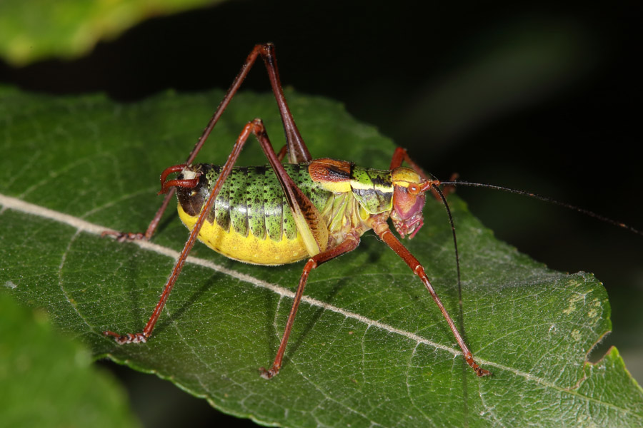 Barbistes serricauda - Laubholz-Säbelschrecke, Männchen