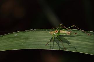 Leptophyes albovittata - Gestreifte Zartschrecke, Männchen