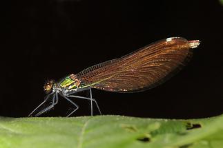 Calopteryx virgo - Blauflügel-Prachtlibelle, Weibchen