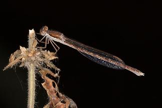 Sympecma fusca - Gemeine Winterlibelle, Weibchen