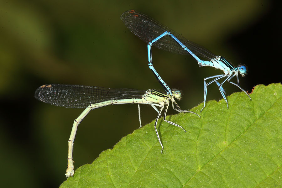 Platycnemis pennipes - Gemeine Federlibelle, Paar