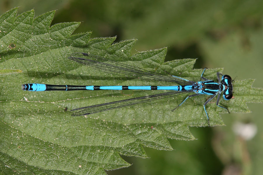 Coenagrion puella - Hufeisen-Azurjungfer, Männchen