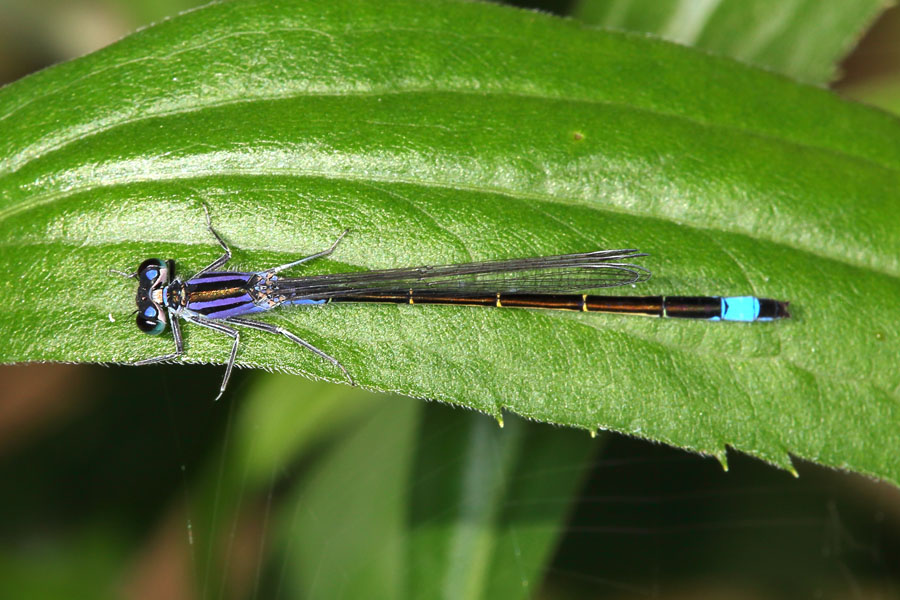 Ischnura elegans - Große Pechlibelle, junges Exemplar