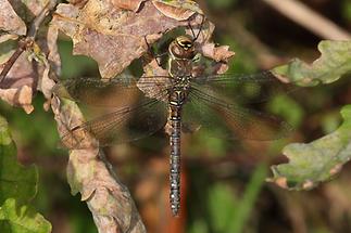 Aeshna mixta - Herbst-Mosaikjungfer, Weibchen