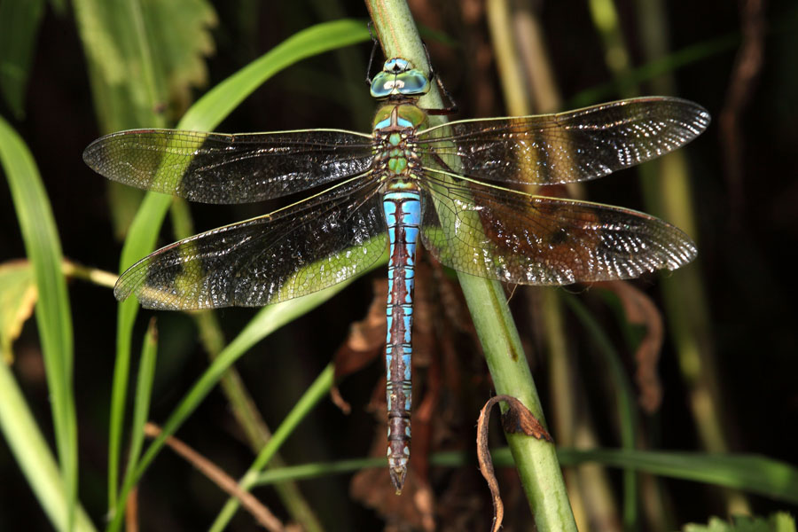 Anax imperator - Große Königslibelle, Männchen