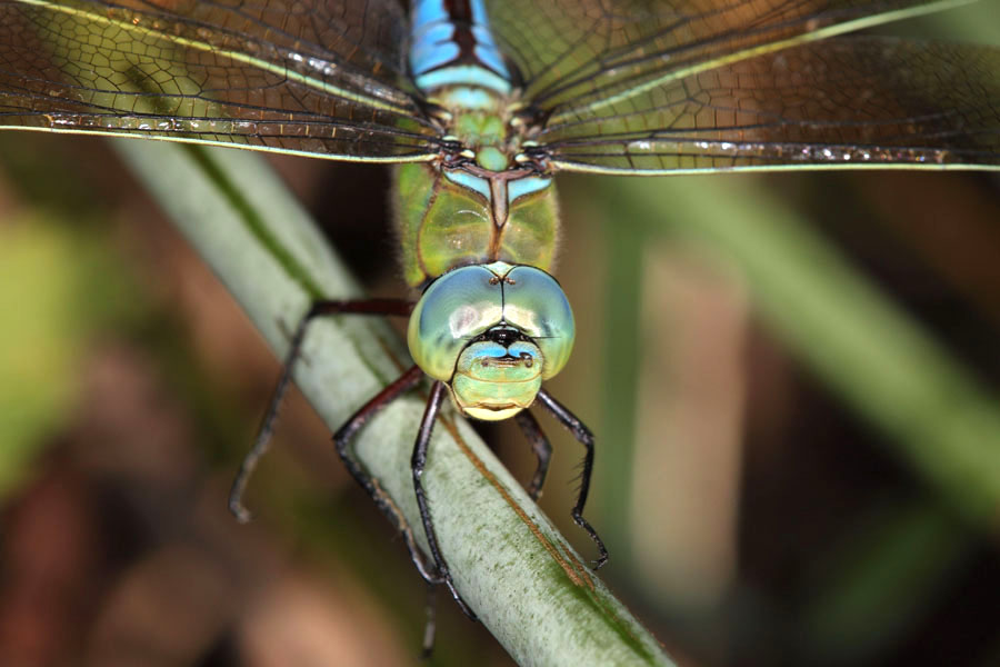 Anax imperator - Große Königslibelle, Portrait Männchen