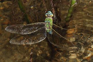 Anax imperator - Große Königslibelle, Weibchen bei der Eiablage