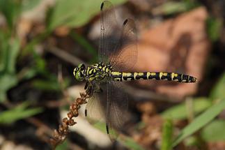 Onychogomphus forticipatus - Kleine Zangenlibelle, Weibchen