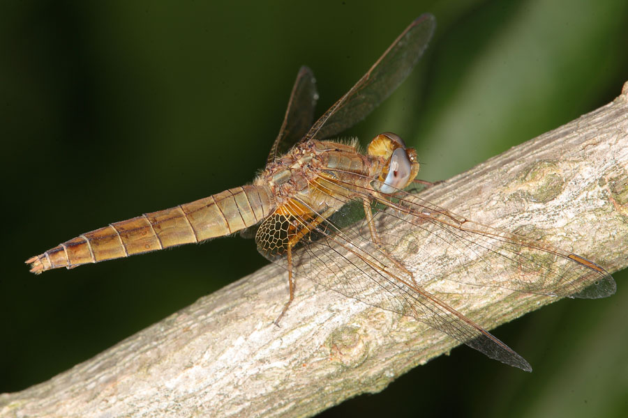 Crocothemis erythrea - Feuerlibelle, Weibchen