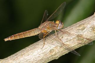 Crocothemis erythrea - Feuerlibelle, Weibchen (1)