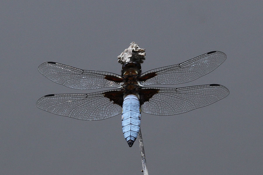 Libellula depressa - Plattbauch, Männchen