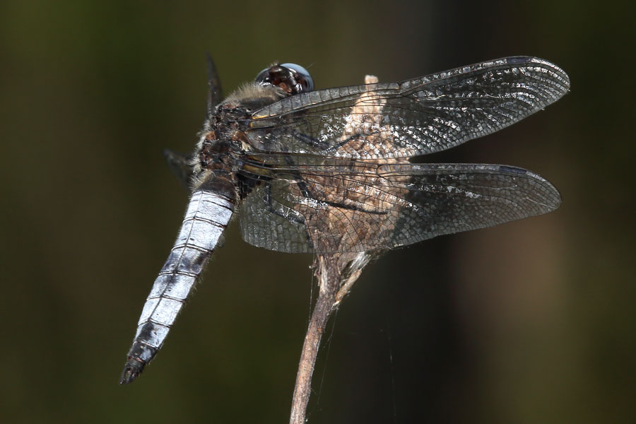 Libellula fulva - Spitzenfleck, Männchen