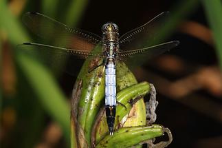 Orthetrum albistylum - Östlicher Blaupfeil, Männchen (1)