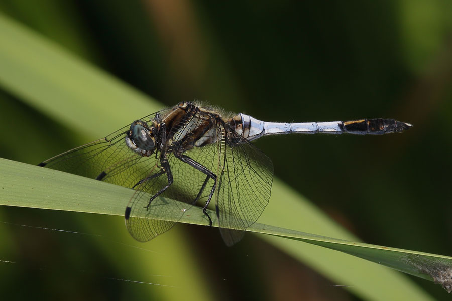 Orthetrum albistylum - Östlicher Blaupfeil, Männchen