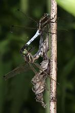 Orthetrum albistylum - Östlicher Blaupfeil, Paarungsrad (1)