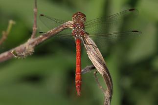 Sympetrum meridionale - Südliche Heidelibelle, Männchen