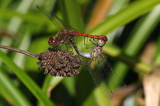 Sympetrum sanguineum - Blutrote Heidelibelle, Paarungsrad (1)