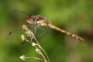 Sympetrum striolatum - Große Heidelibelle, Männchen frisch geschlüpft