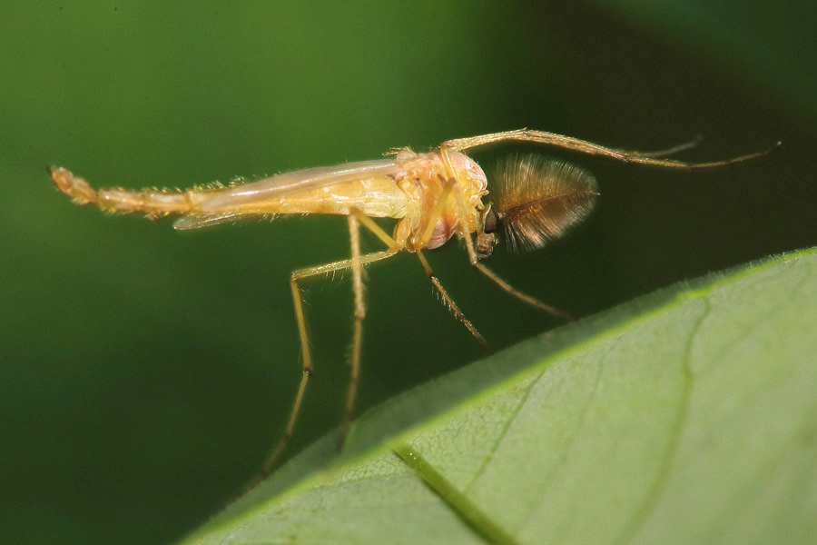 Chironomus sp. cf. plumosus - kein dt. Name bekannt, Männchen