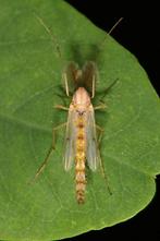 Chironomus sp. cf. plumosus - kein dt. Name bekannt, Männchen (2)