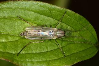 Chironomus sp. - kein dt. Name bekannt, Weibchen