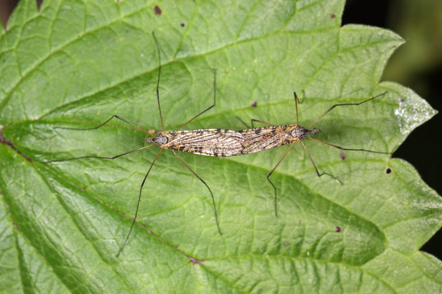 Limnophila punctata - kein dt. Name bekannt, Paar