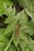 Metalimnobia quadrimaculata - kein dt. Name bekannt