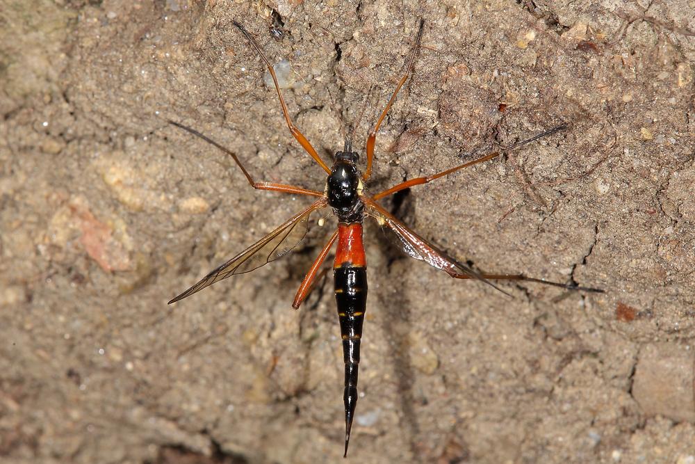 Tanyptera atrata - Holzschnake, Weibchen