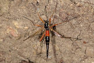 Tanyptera atrata - Holzschnake, Weibchen