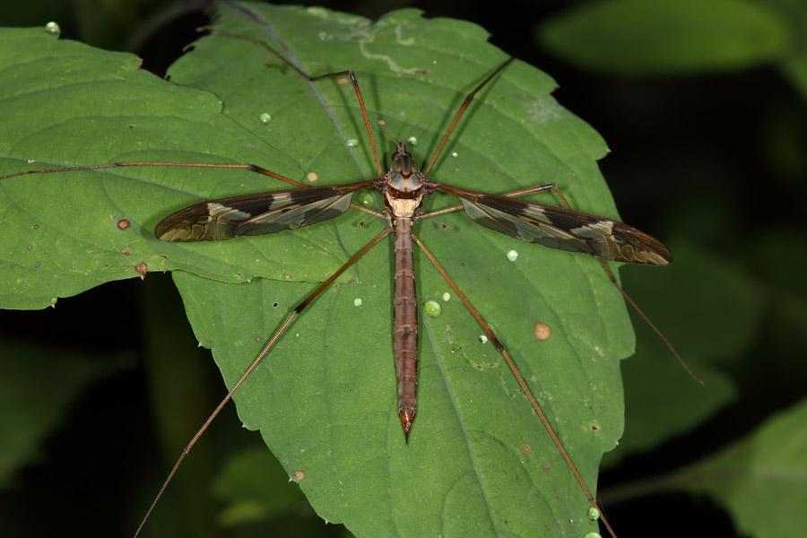 Tipula maxima - Riesenschnake, Weibchen