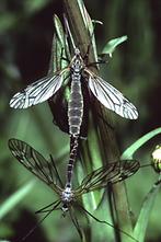 Tipula oleracea - Kohlschnake, Paar