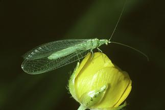 Chrysoperla carnea - Gemeine Florfliege