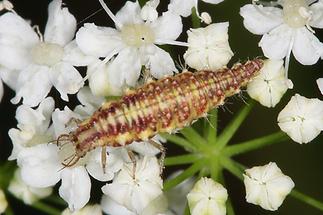 Chrysoperla carnea - Gemeine Florfliege, Larve