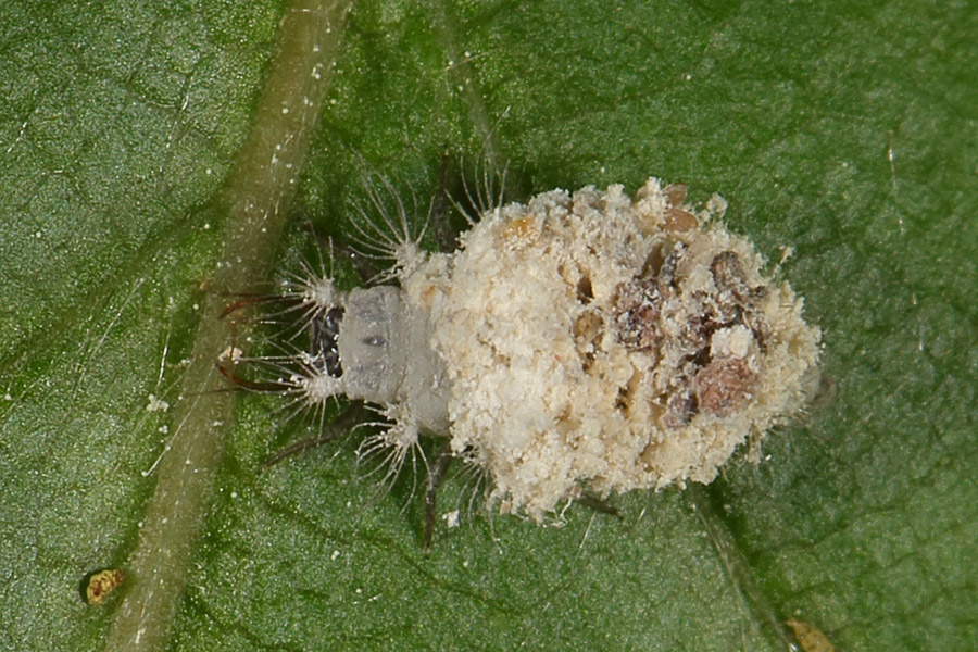 Chrysoperla carnea - Gemeine Florfliege, Larve mit ausgesogenen Blattlaushüllen