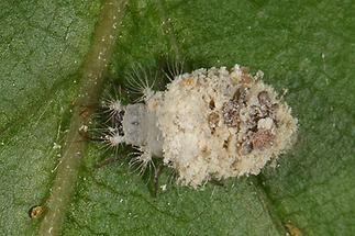 Chrysoperla carnea - Gemeine Florfliege, Larve mit ausgesogenen Blattlaushüllen (1)
