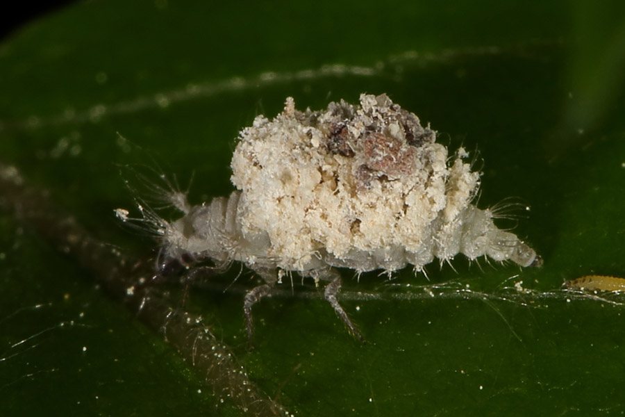 Chrysoperla carnea - Gemeine Florfliege, Larve mit ausgesogenen Blattlaushüllen