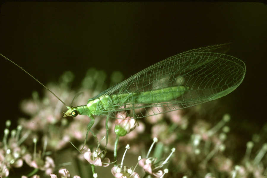 Chrysoperla carnea - Gemeine Florfliege, auf ...