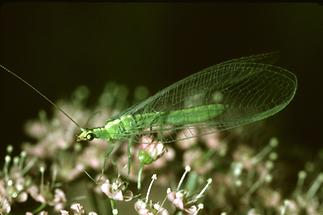 Chrysoperla carnea - Gemeine Florfliege, auf ...