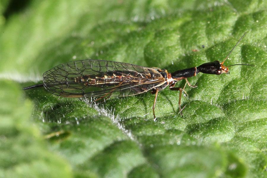 Raphida sp. - Kamelhalsfliege, Weibchen