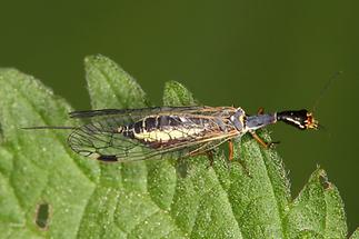 Raphida sp. - Kamelhalsfliege, Weibchen (2)