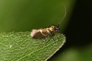 Micropterix aruncella - kein dt. Name bekannt, Falter