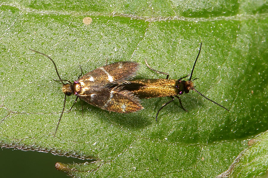 Micropterix aruncella - kein dt. Name bekannt, Paar