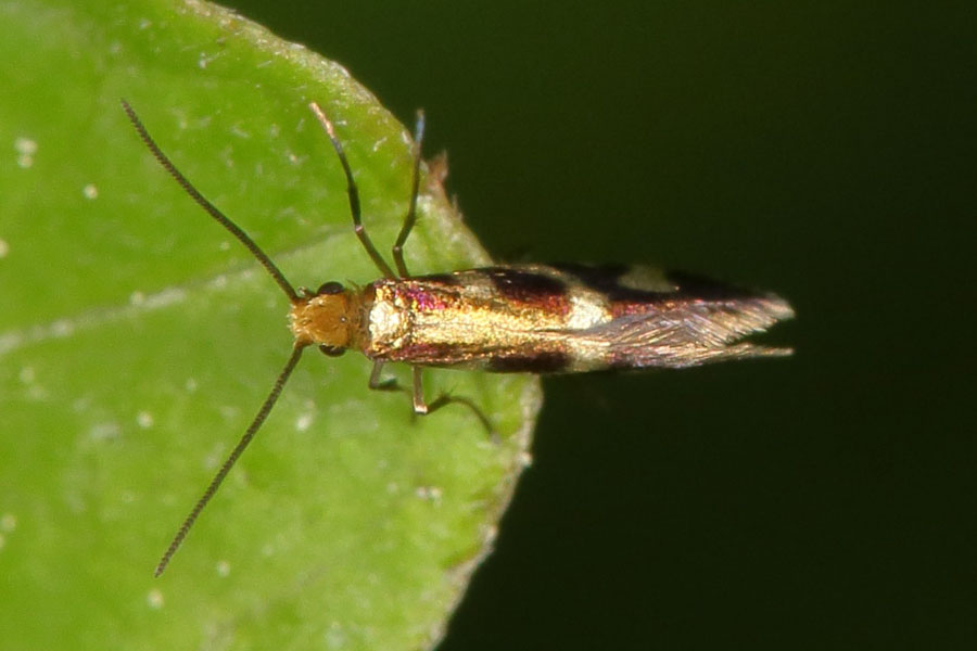 Micropterix schaefferi - kein dt. Name bekannt, Falter