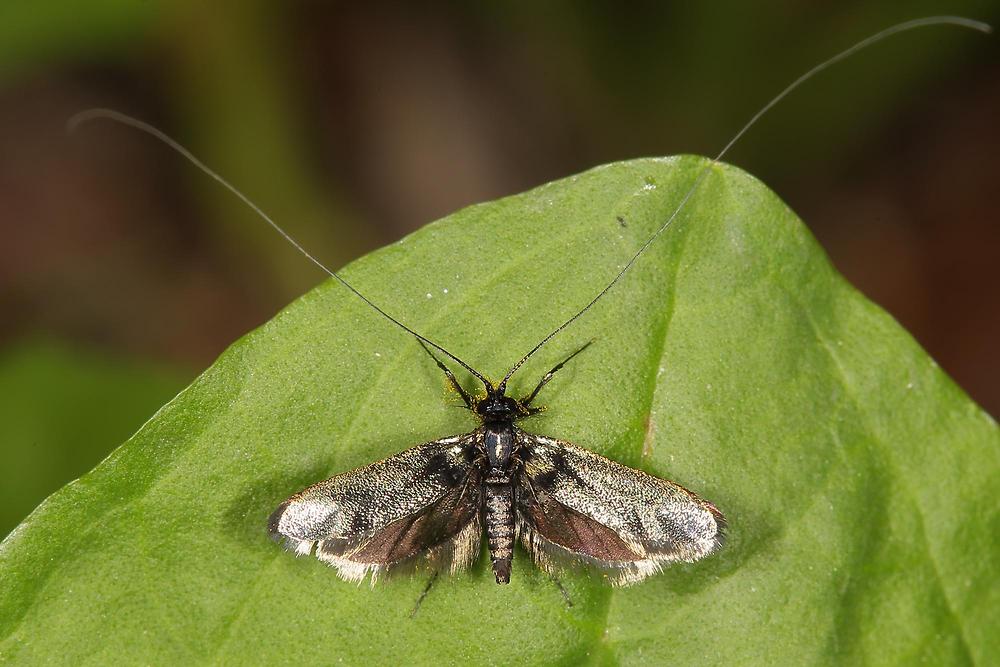 Adela reaumurella - Grüner Langfühler